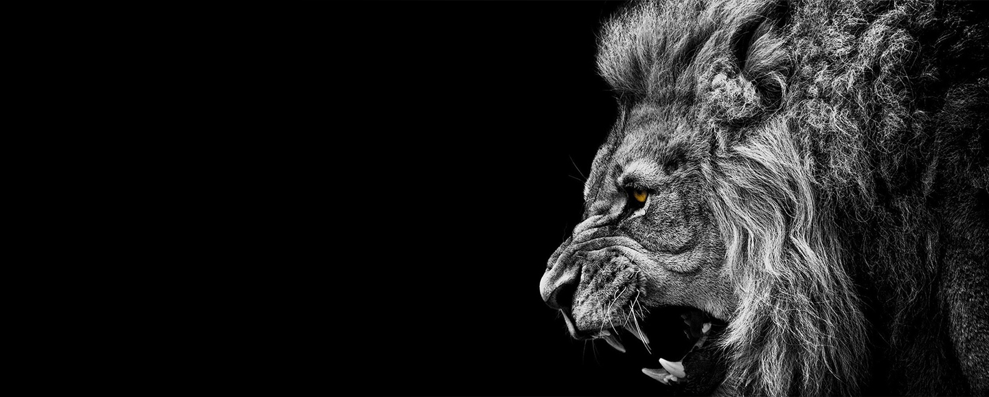 855highpwr & Highpower Studios Lion Roaring Left Profile View